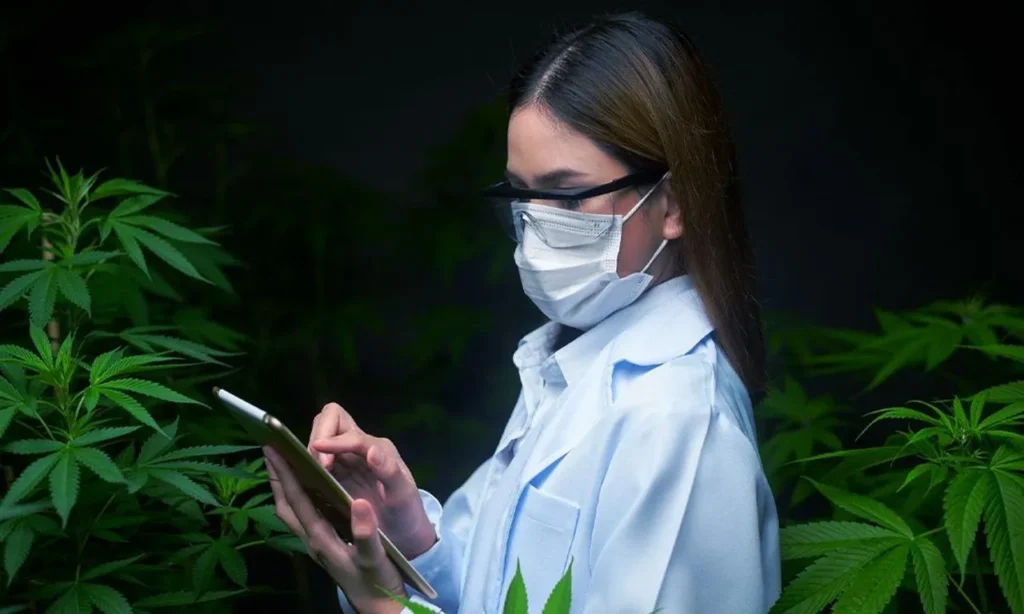 Professional cannabis licensing attorney helping cannabis business owners secure legal permits