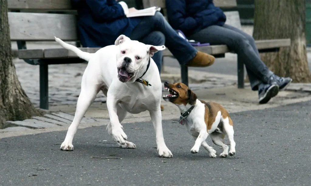 Dog bite attorney helping injury victims recover fair compensation