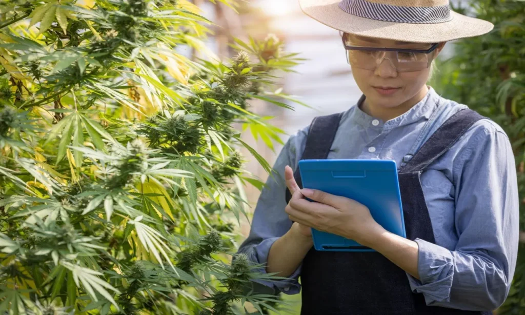 Professional hemp farming legal advisor helping growers with compliance and licensing